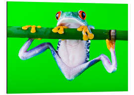 Magnettafel bunter Frosch auf Grün