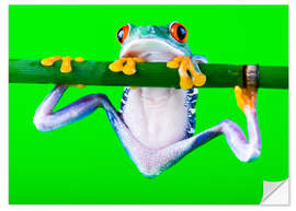 Wall sticker Colorful Frog on Green Background