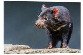 Akryylilasitaulu Tasmanian devil