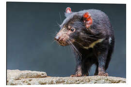 Aluminium print Tasmanian devil