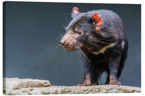 Canvas-taulu Tasmanian devil