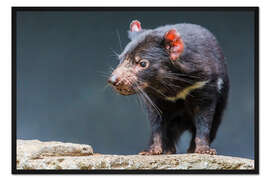 Gerahmter Kunstdruck Tasmanischer Teufel