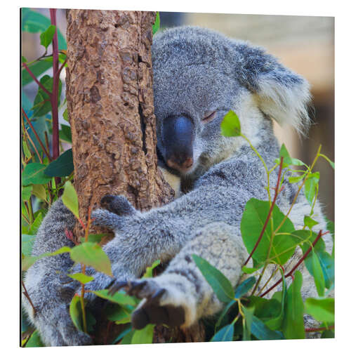 Cuadro de aluminio Koala abrazado al árbol