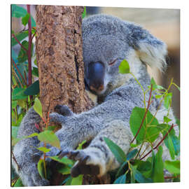 Aluminium print Koala Hugging Tree