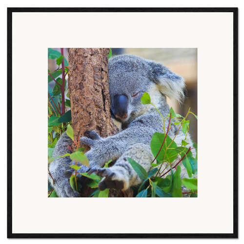 Framed art print Koala Hugging Tree