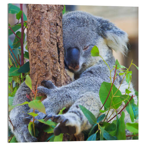 Gallery print Koala Hugging Tree