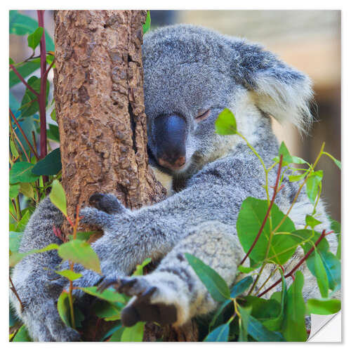 Naklejka na ścianę Koala hugging tree