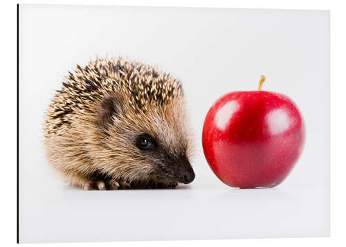 Aluminium print Hedgehog and apple