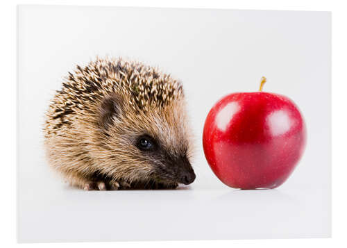 Stampa su PVC Hedgehog and apple