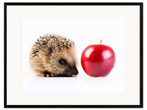 Plakat artystyczny premium w ramie Hedgehog and apple