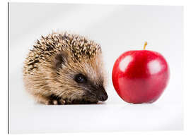 Gallery print Hedgehog and apple