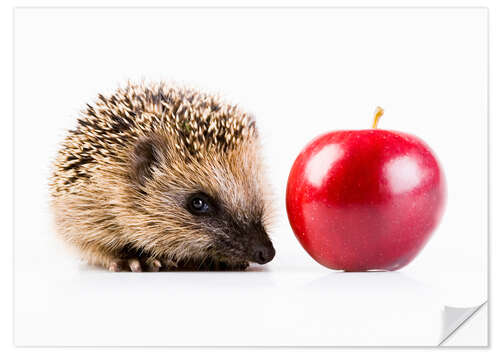 Vinilo para la pared Hedgehog and apple