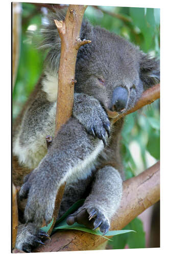 Alumiinitaulu Sleeping koala