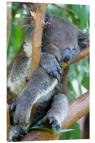 PVC print Sleeping koala