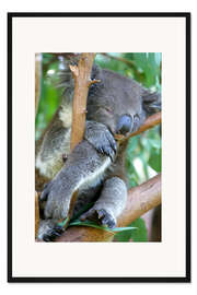 Gerahmter Kunstdruck Schlafender Koalabär