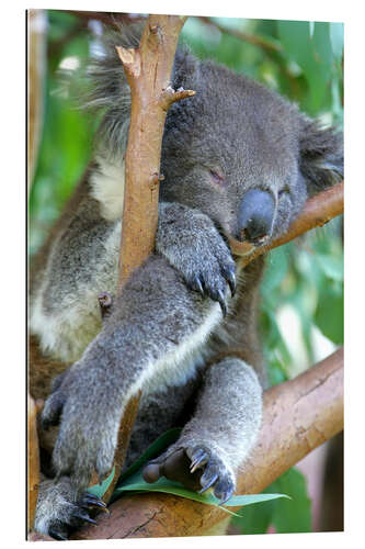 Gallery print Sleeping Koala