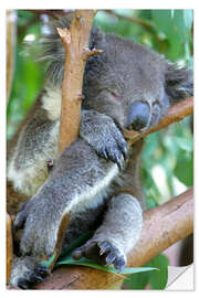 Vinilo para la pared Koala dormido