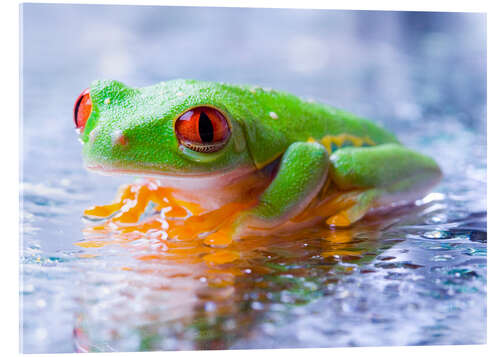 Acrylic print suspicious frog