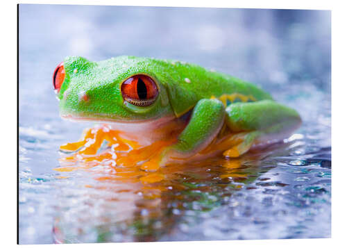 Aluminium print suspicious frog