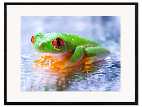 Impresión de arte enmarcada suspicious frog
