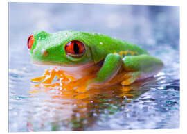 Gallery print suspicious frog