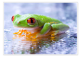 Wall print  suspicious frog