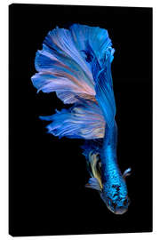 Canvas print magnificent blue fish