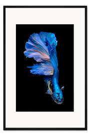 Gerahmter Kunstdruck prächtiger blauer Fisch
