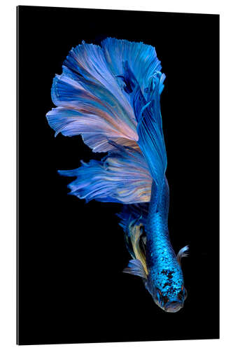 Gallery print magnificent blue fish