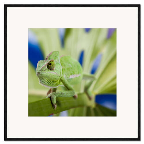 Impresión de arte enmarcada Chameleon on Monstera