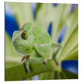 Magnettafel Chamäleon auf Monstera