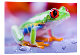 Akrylglastavla  colorful frog