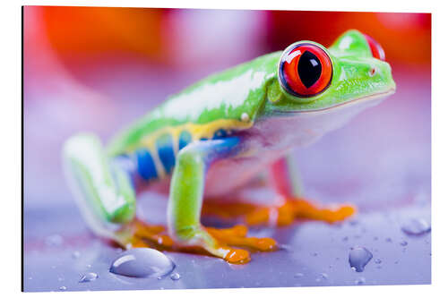 Cuadro de aluminio Colorfoul Frog