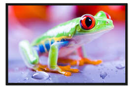 Gerahmter Kunstdruck Bunter Frosch