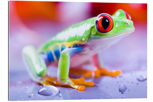 Galleritryck Colorfoul Frog