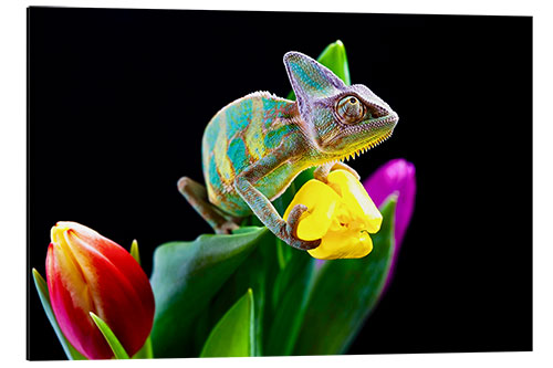 Alubild Chamäleon auf Tulpenblüte