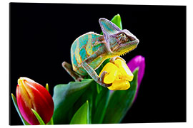 Aluminium print Chameleon on tulip blossom