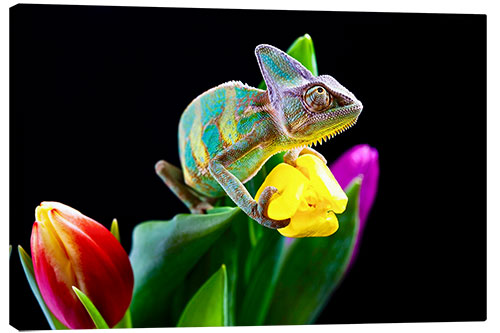 Canvas print Chameleon on tulip blossom