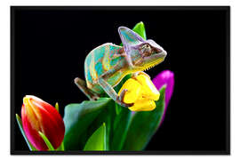Gerahmter Kunstdruck Chamäleon auf Tulpenblüte