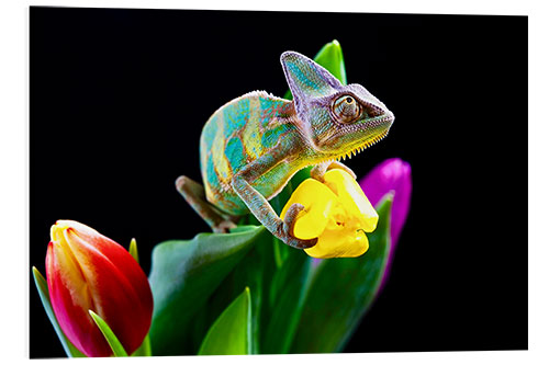 Foam board print Chameleon on tulip blossom