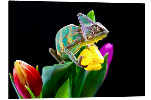 Quadro em plexi-alumínio Chameleon on tulip blossom