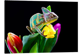 Galleritryk Chameleon on tulip blossom