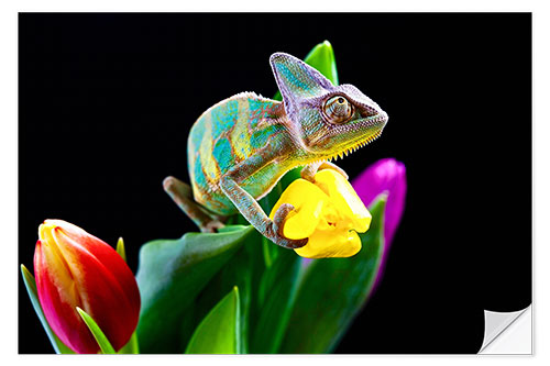 Selvklæbende plakat Chameleon on tulip blossom