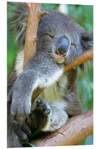 PVC print Dozing koala