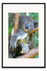 Gerahmter Kunstdruck Dösender Koalabär