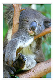 Wall print  Dozing Koala