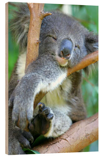 Wood print Dozing Koala