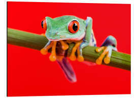 Aluminium print Rotaugenlaubfrosch to red