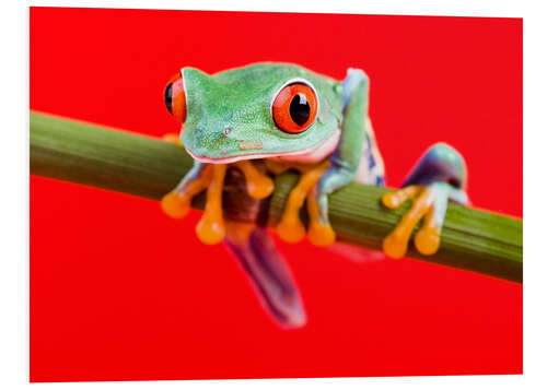 Tableau en PVC Rotaugenlaubfrosch to red