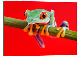 Galleriprint Rotaugenlaubfrosch to red